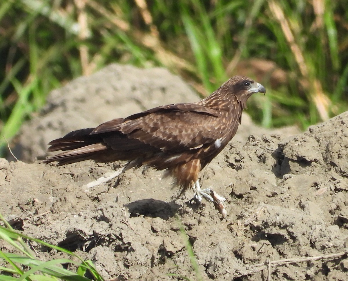 黑鳶 - ML646503370