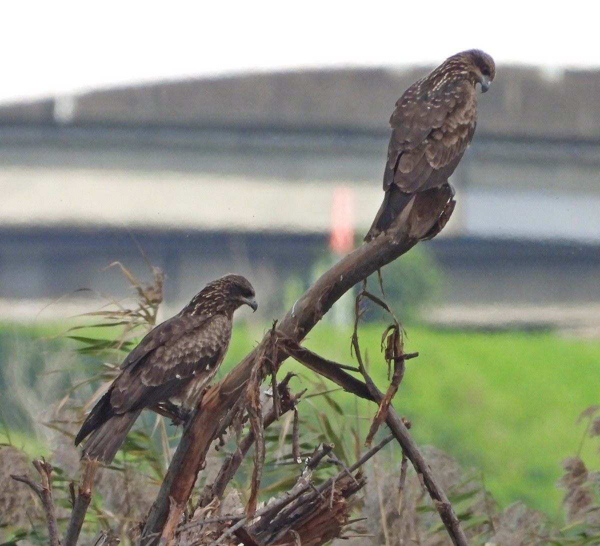 黑鳶 - ML646503371