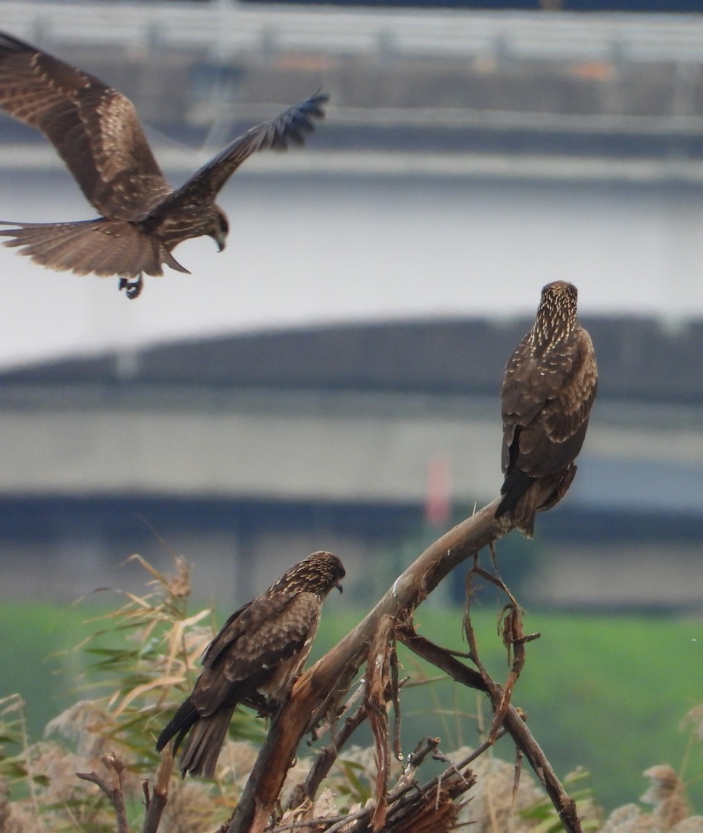 黑鳶 - ML646503372