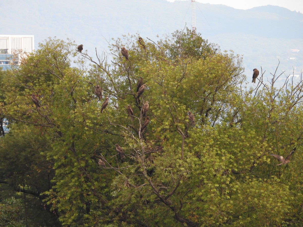 黑鳶 - ML646503373
