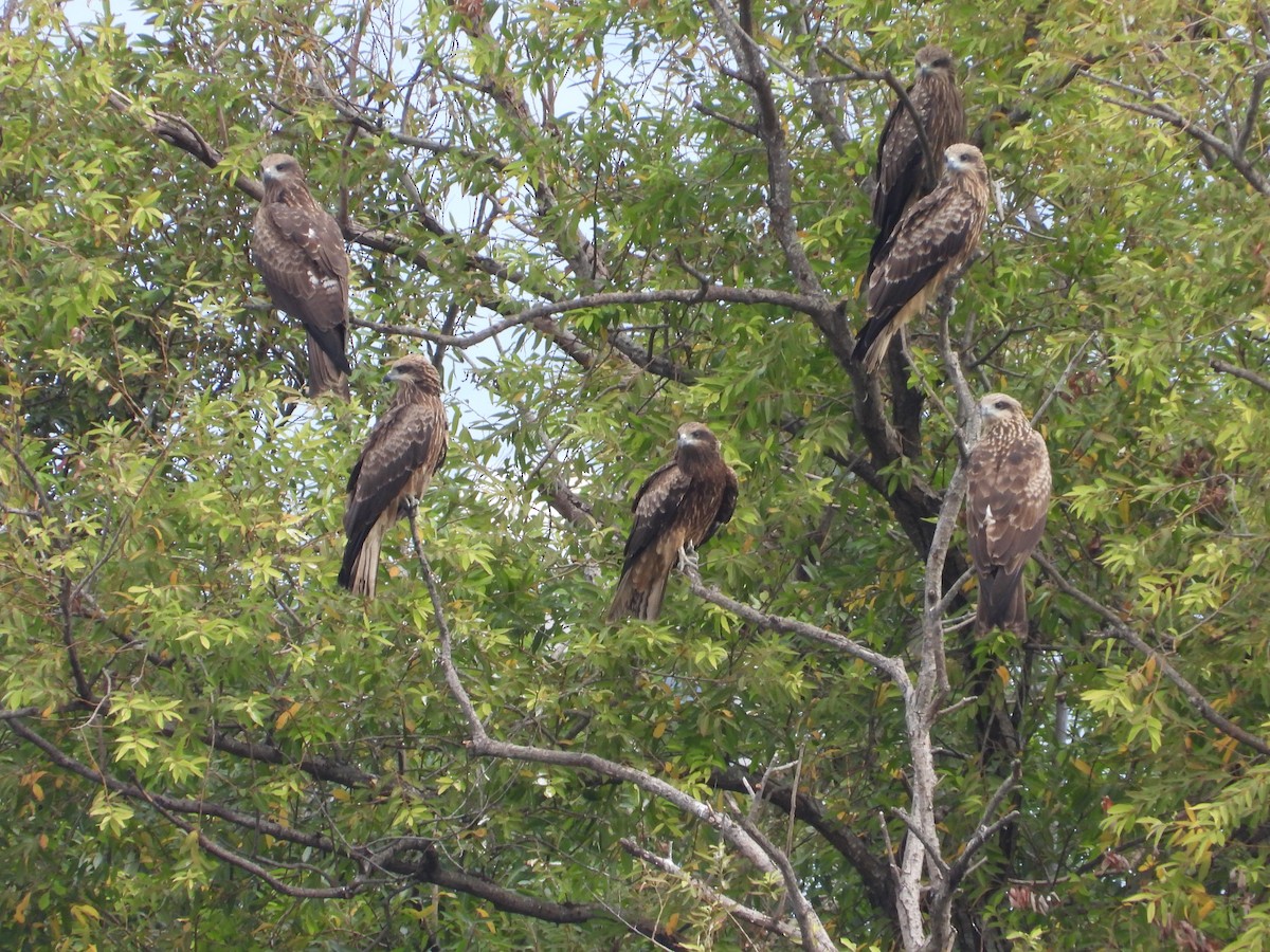 黑鳶 - ML646503374