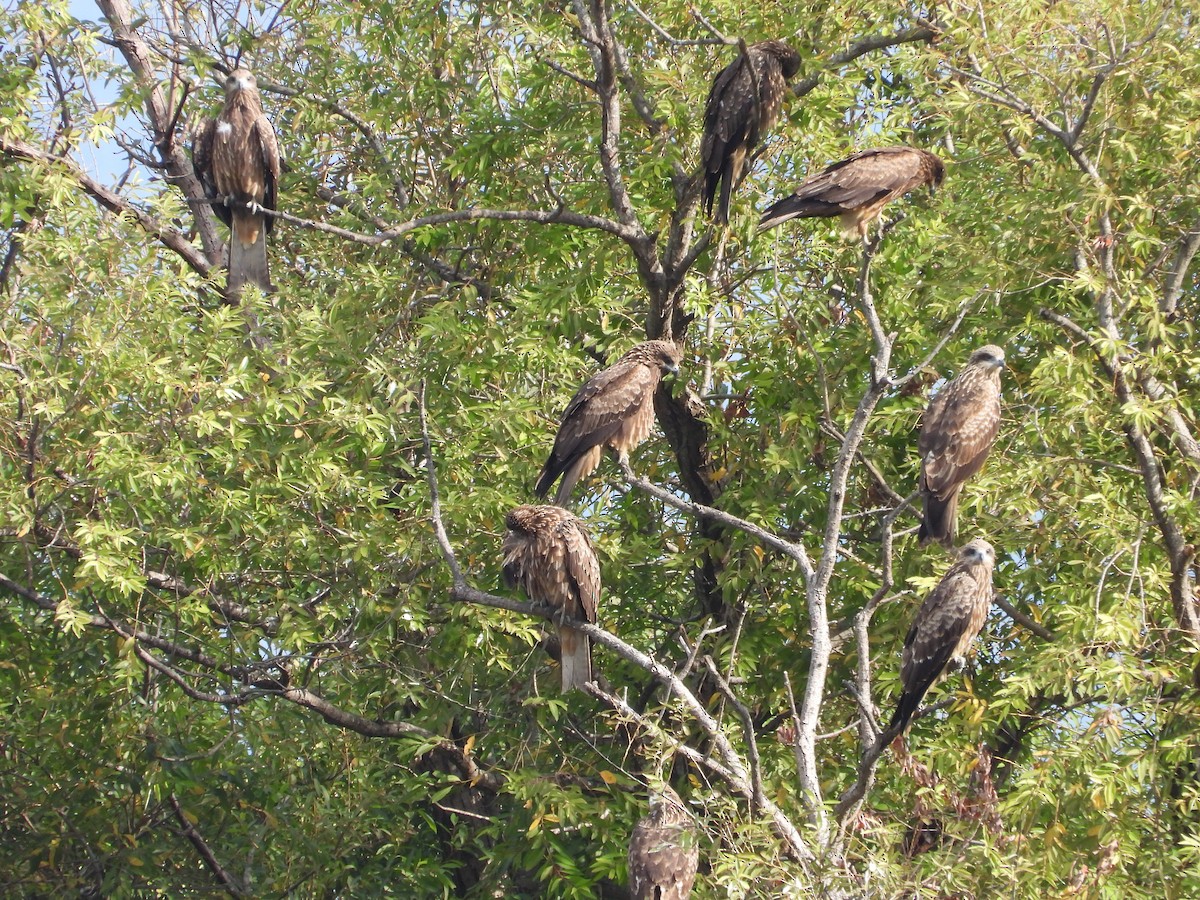 黑鳶 - ML646503375