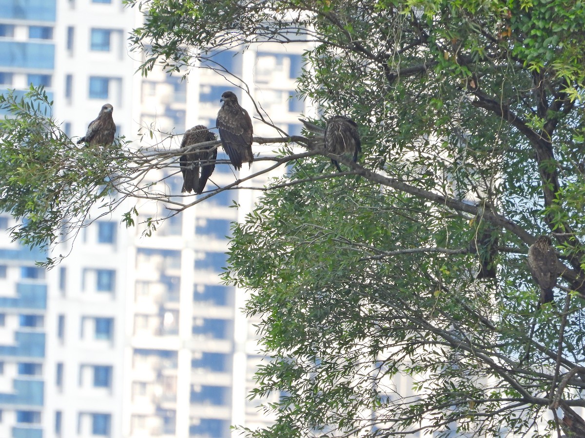 黑鳶 - ML646503376