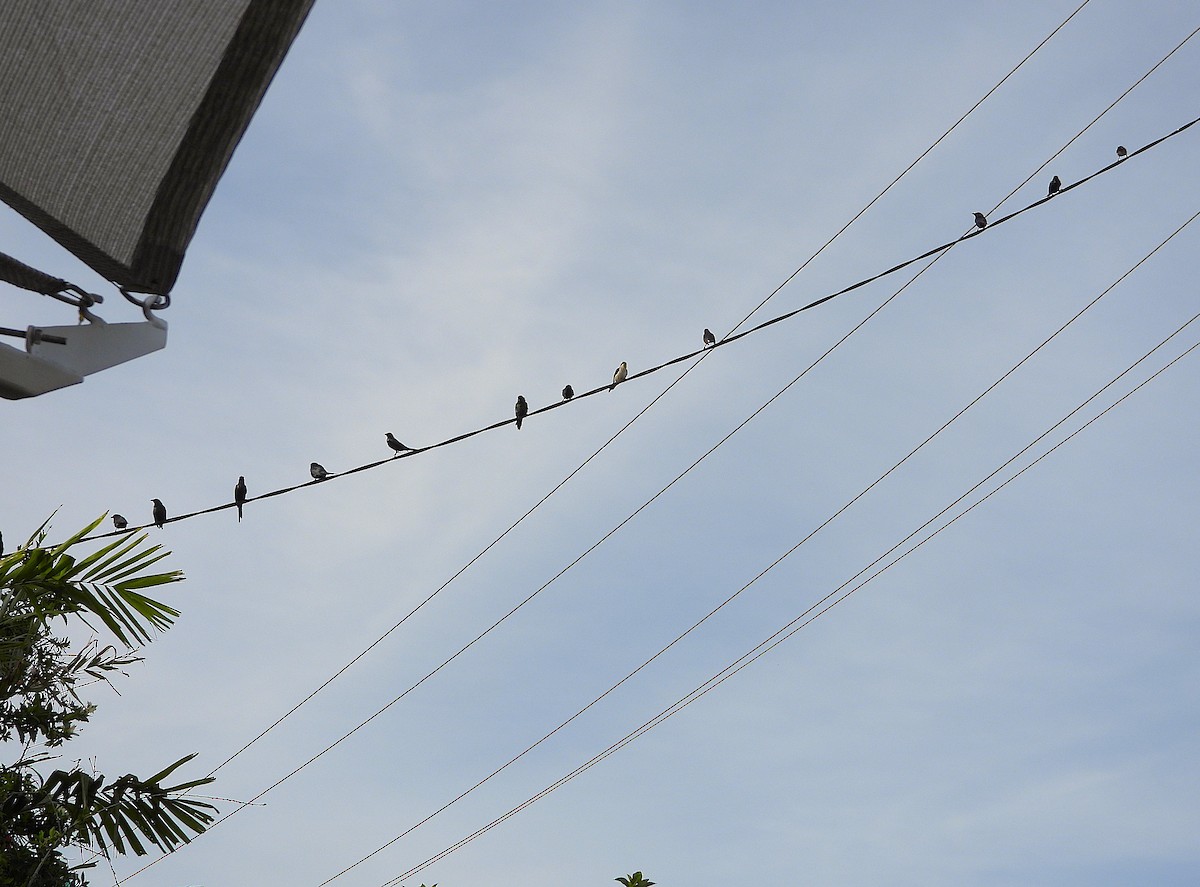 Metallic Starling - ML646503377