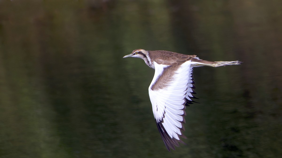 水雉 - ML646503379