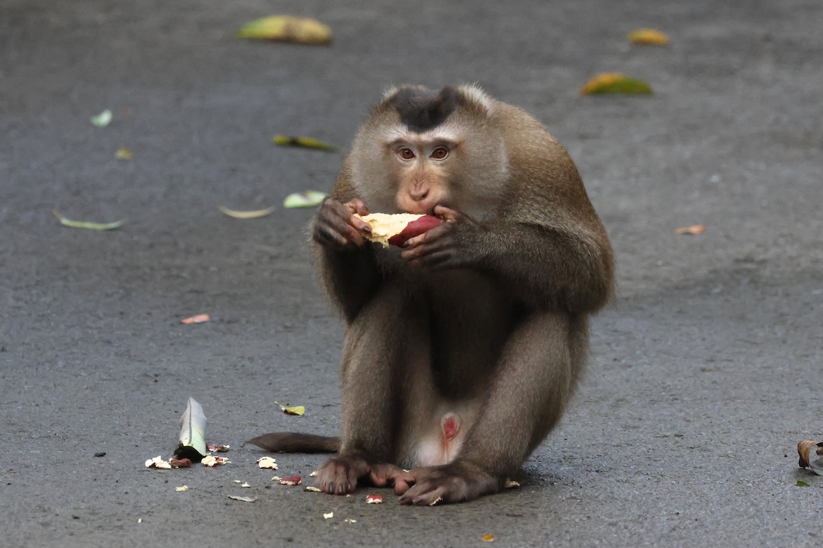 ミナミブタオザル - ML646503382