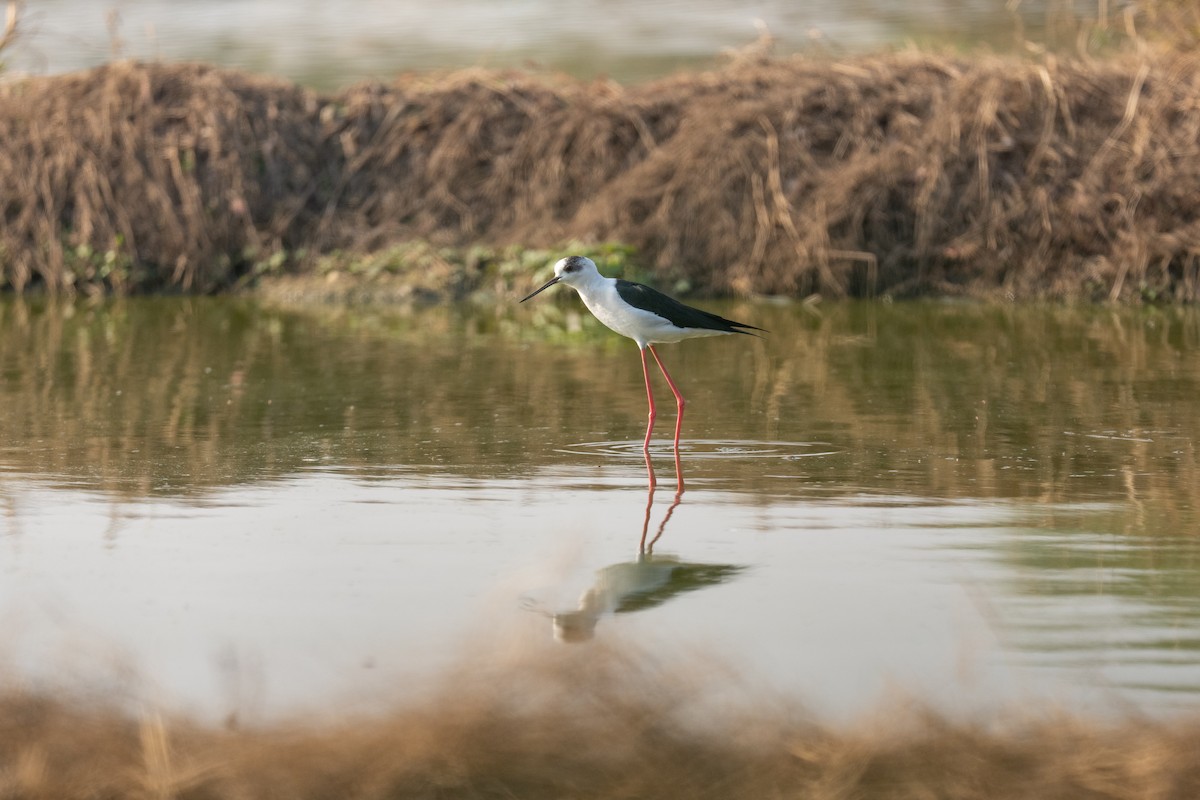 Black-winged Stilt - ML646503384