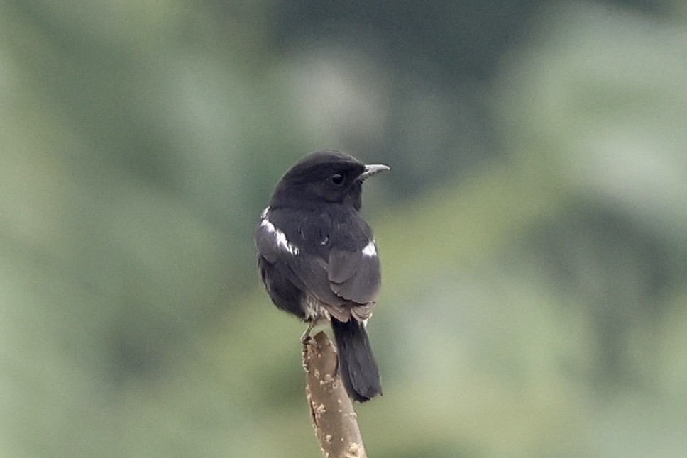 Pied Bushchat - ML646503387