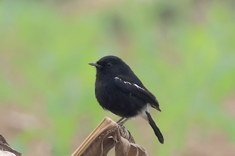 Tarabilla Pía - ML646503388