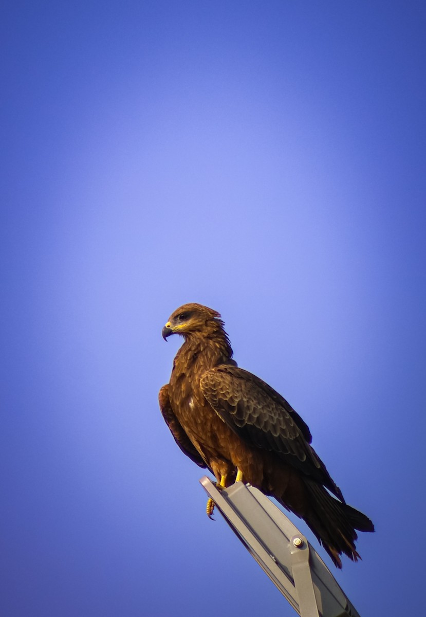 Milano Negro - ML646503389