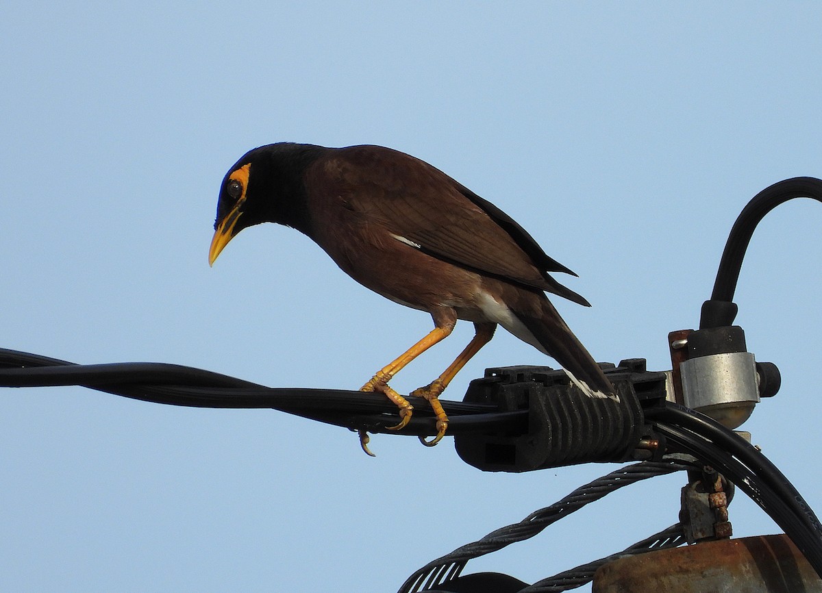 Miná Común - ML646503391