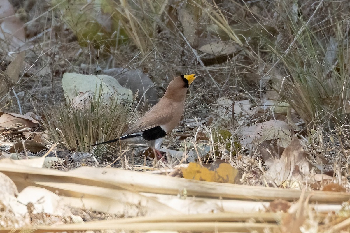 Diamante Enmascarado - ML646503392