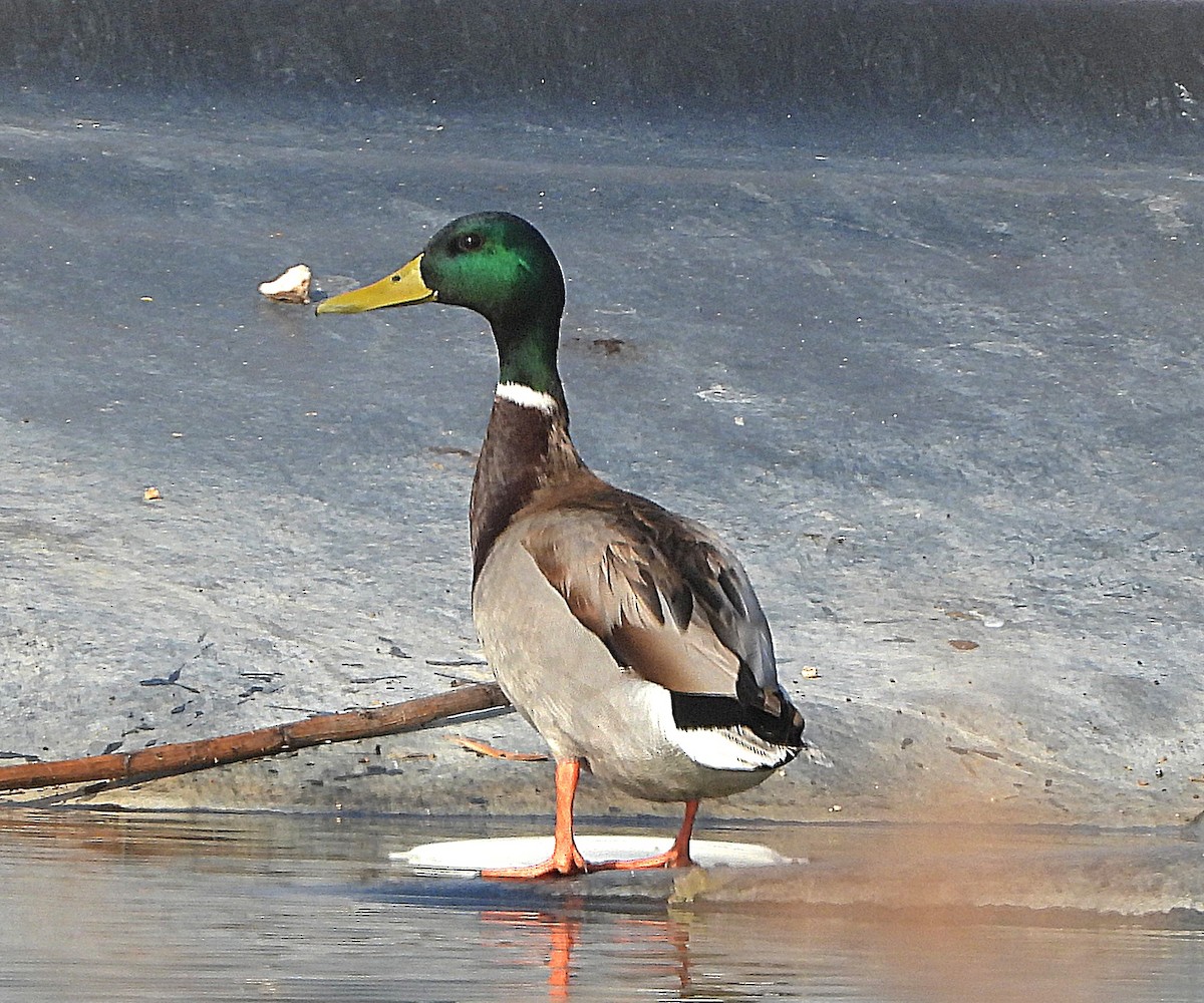 Ánade Azulón - ML646503393