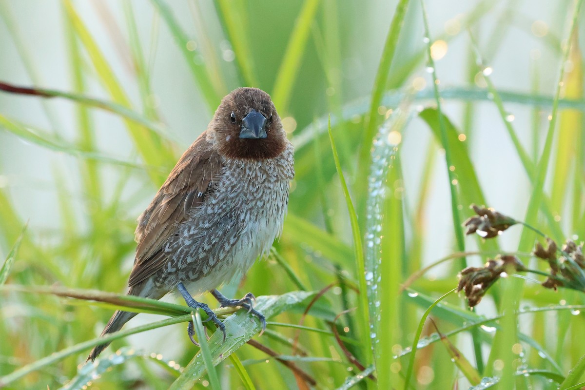 Capuchino Punteado - ML646503394