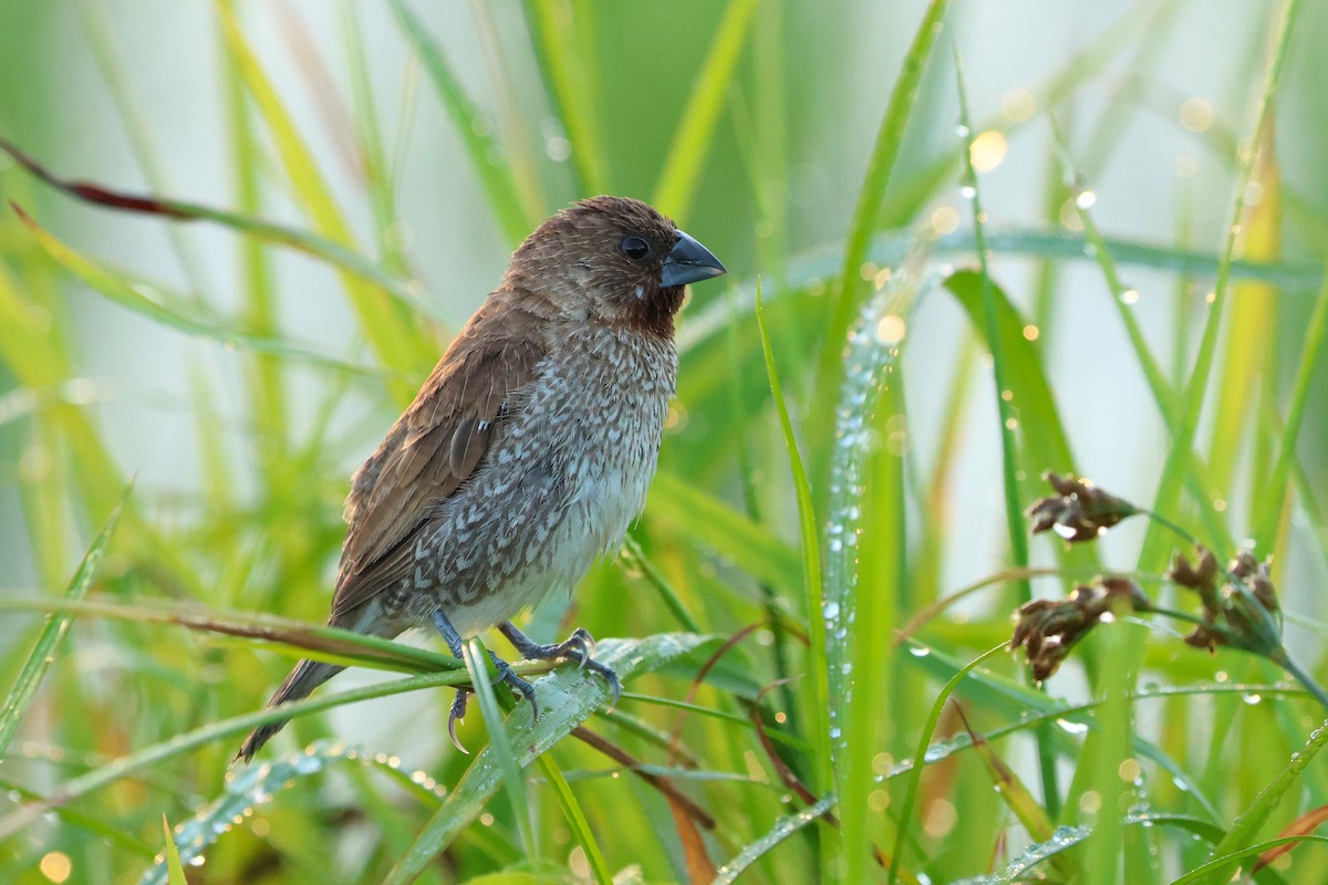 Capuchino Punteado - ML646503395