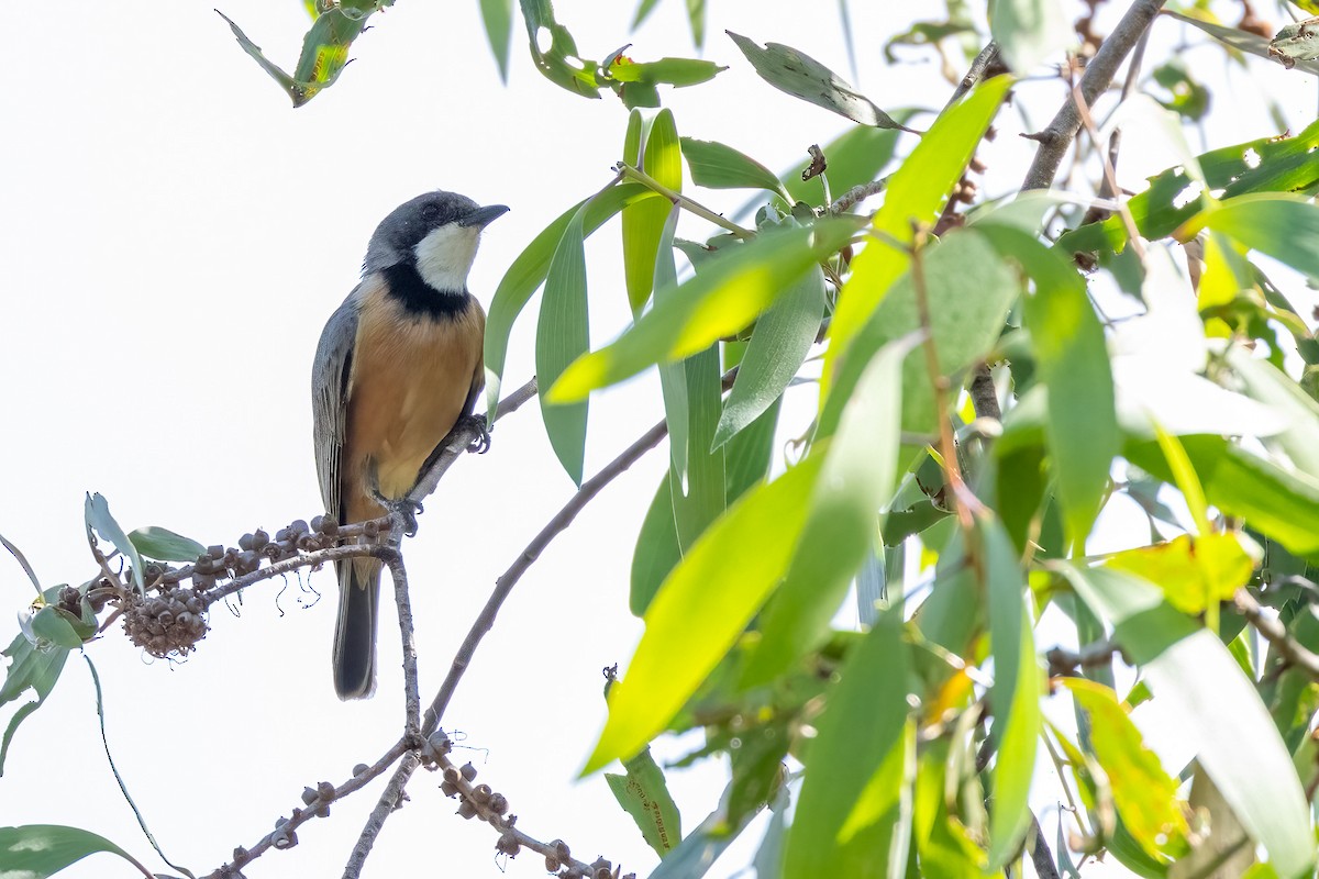 Silbador Rufo - ML646503396