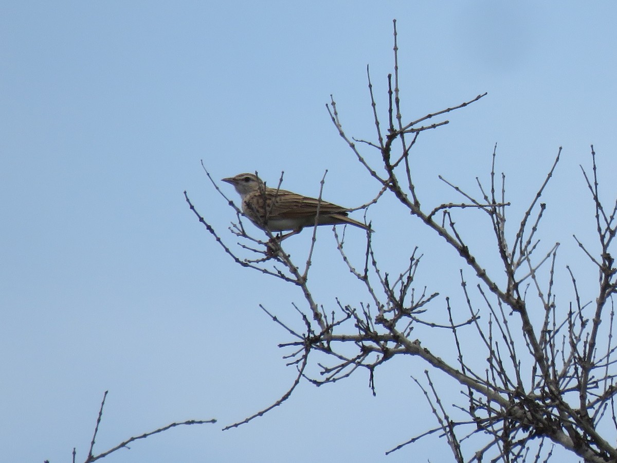 Alondra Leonada - ML646503397