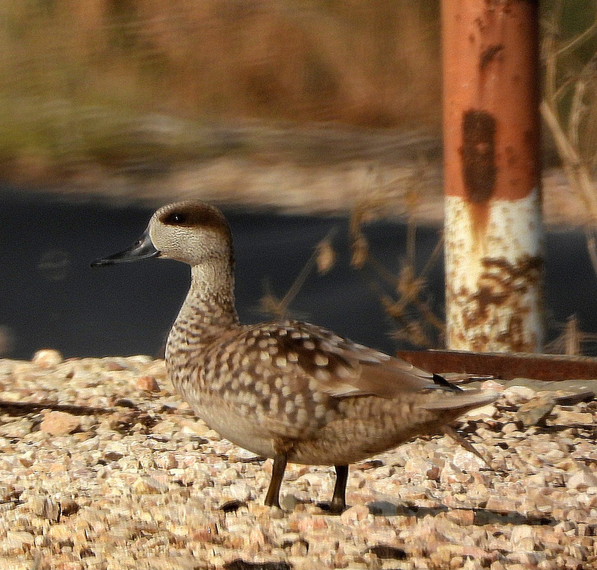 Cerceta Pardilla - ML646503398