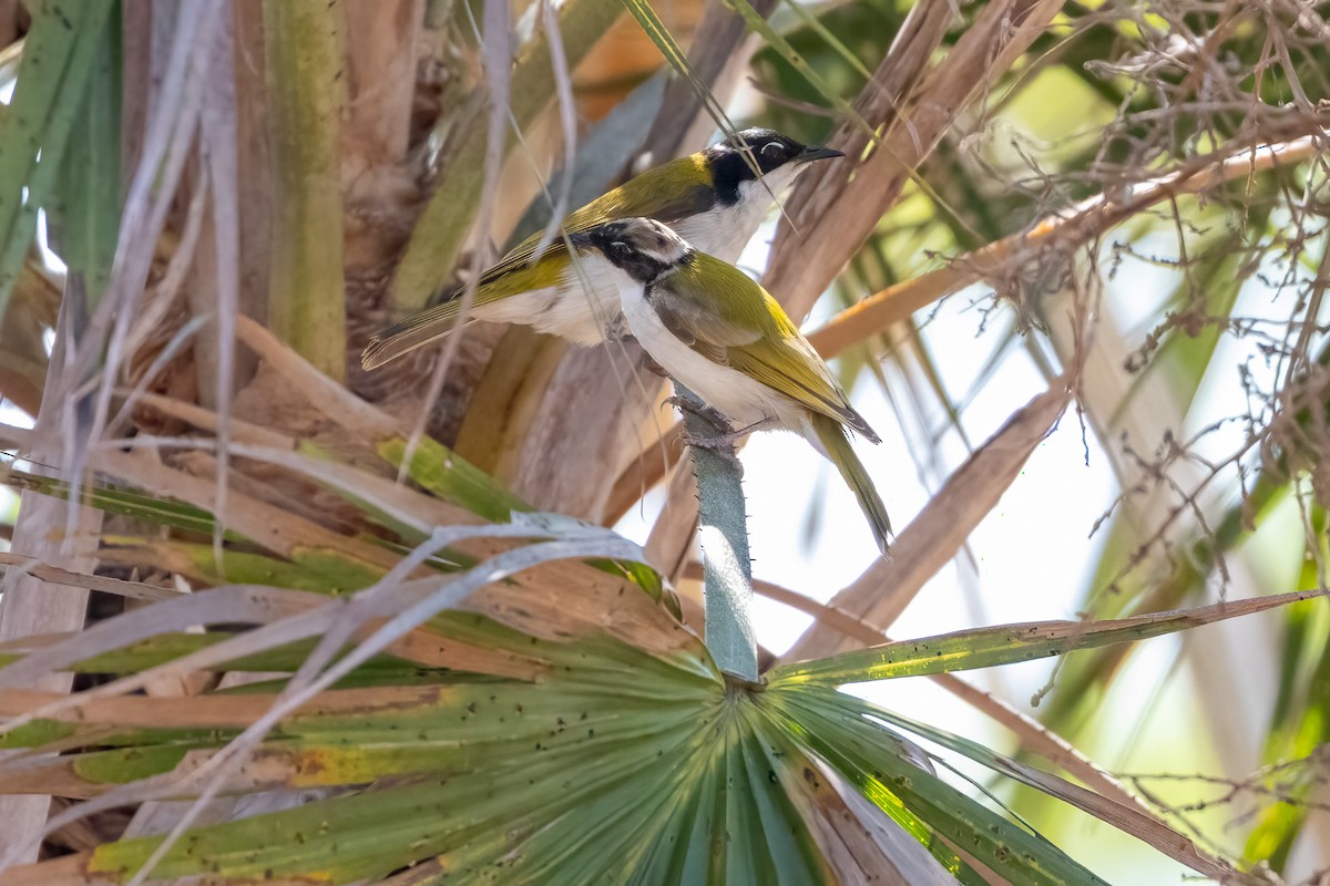 Mielero Goliblanco - ML646503399