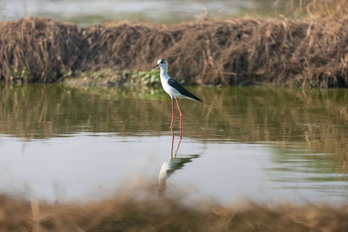 Cigüeñuela Común - ML646503402