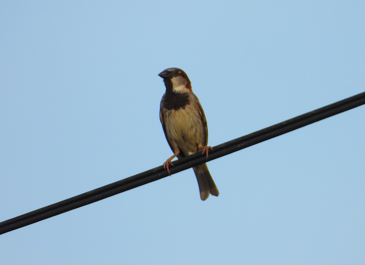 Gorrión Común - ML646503403