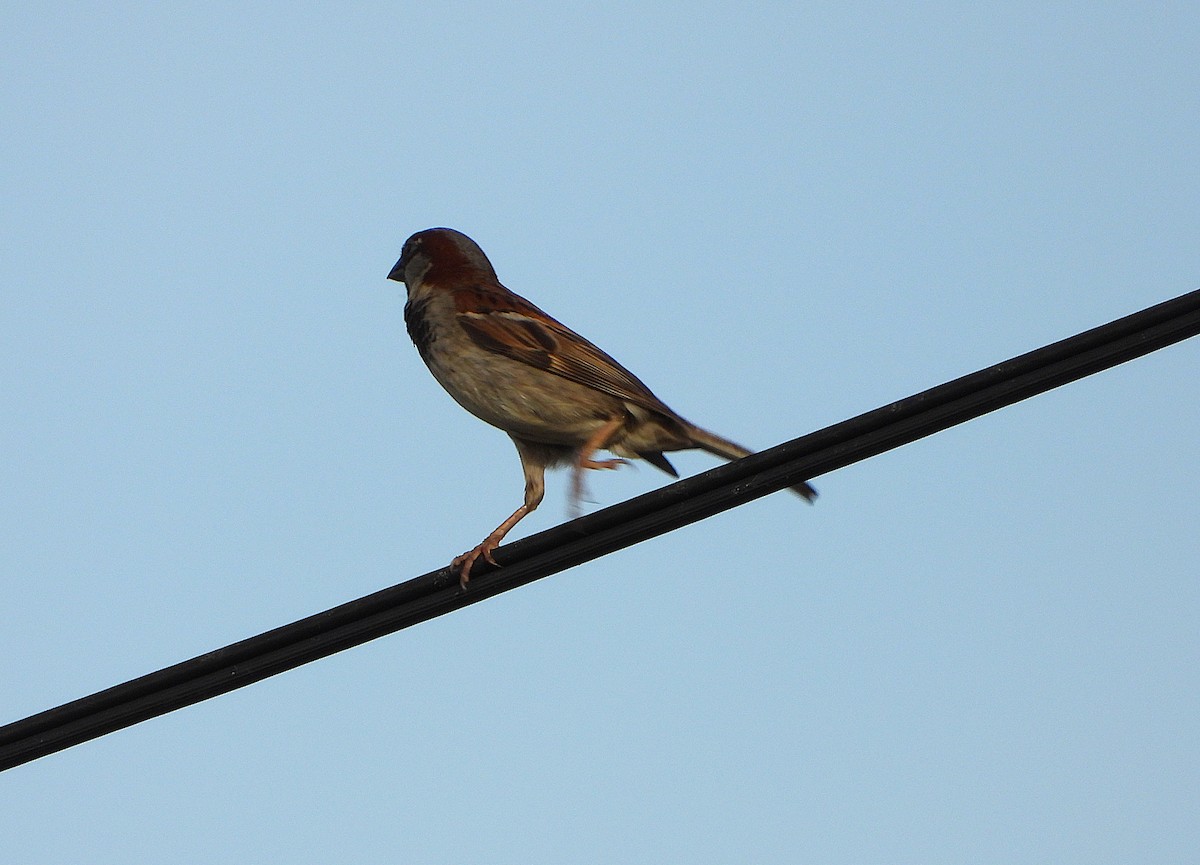 Gorrión Común - ML646503404