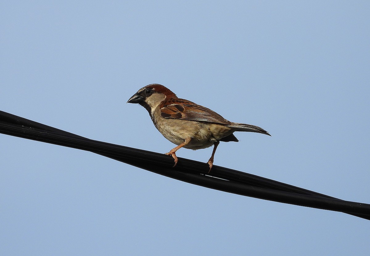 家麻雀 - ML646503405