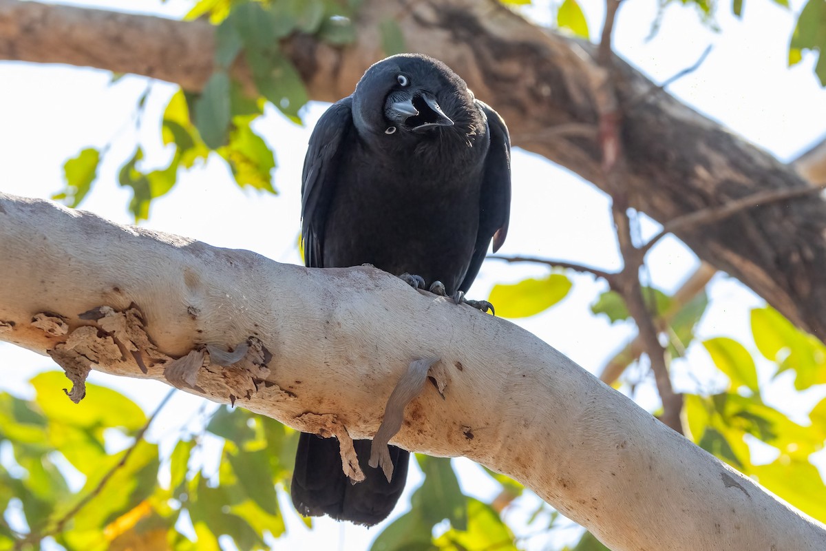 Cuervo de Torres - ML646503406