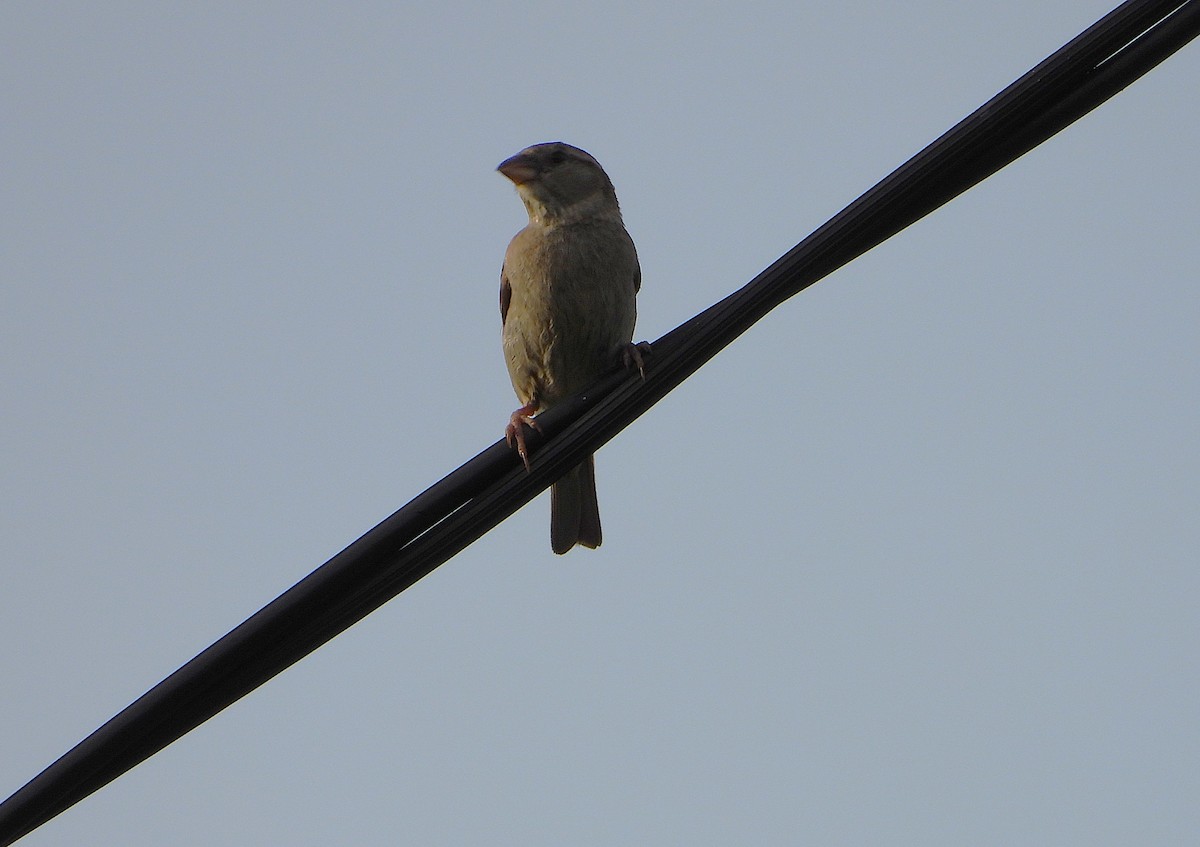 家麻雀 - ML646503407