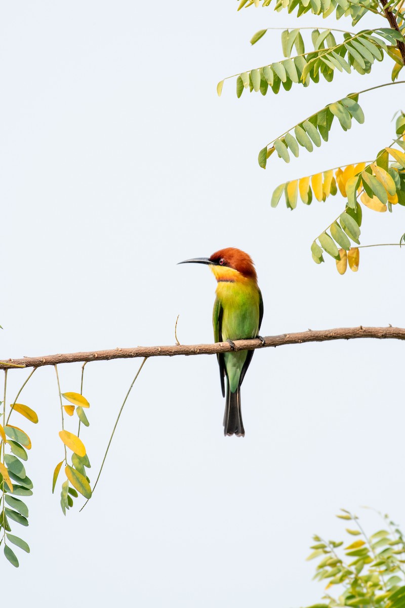 Chestnut-headed Bee-eater - ML646503409
