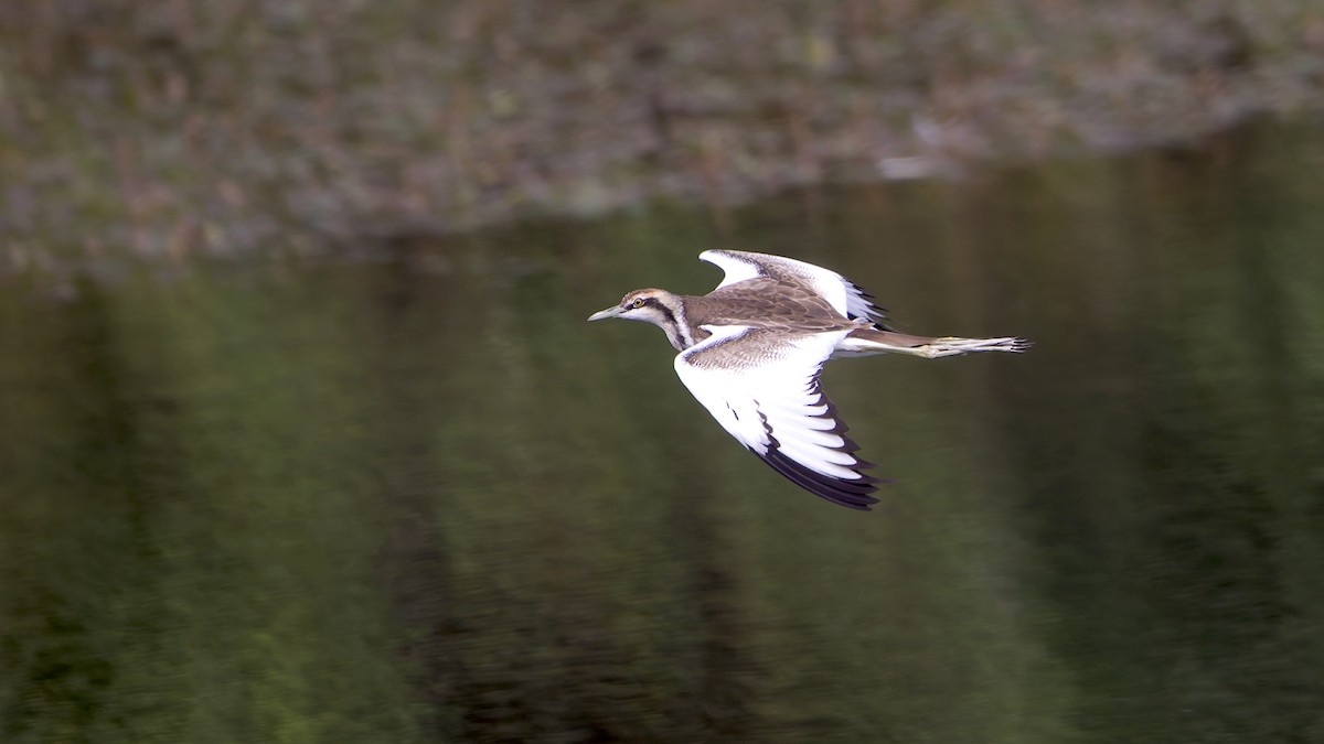 Jacana Colilarga - ML646503414