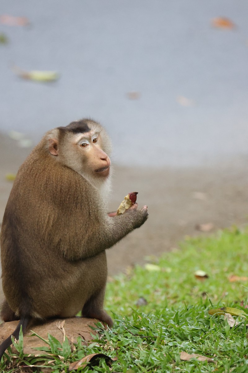 ミナミブタオザル - ML646503418