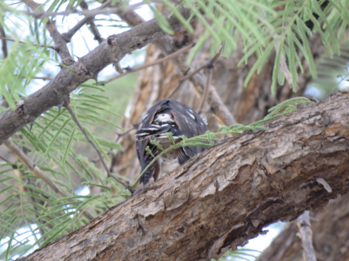 Gavilán Chico - ML646503419