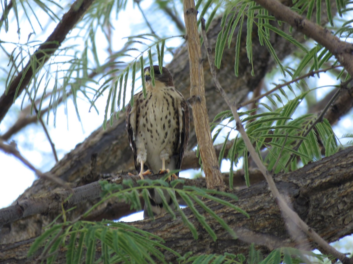 Gavilán Chico - ML646503420