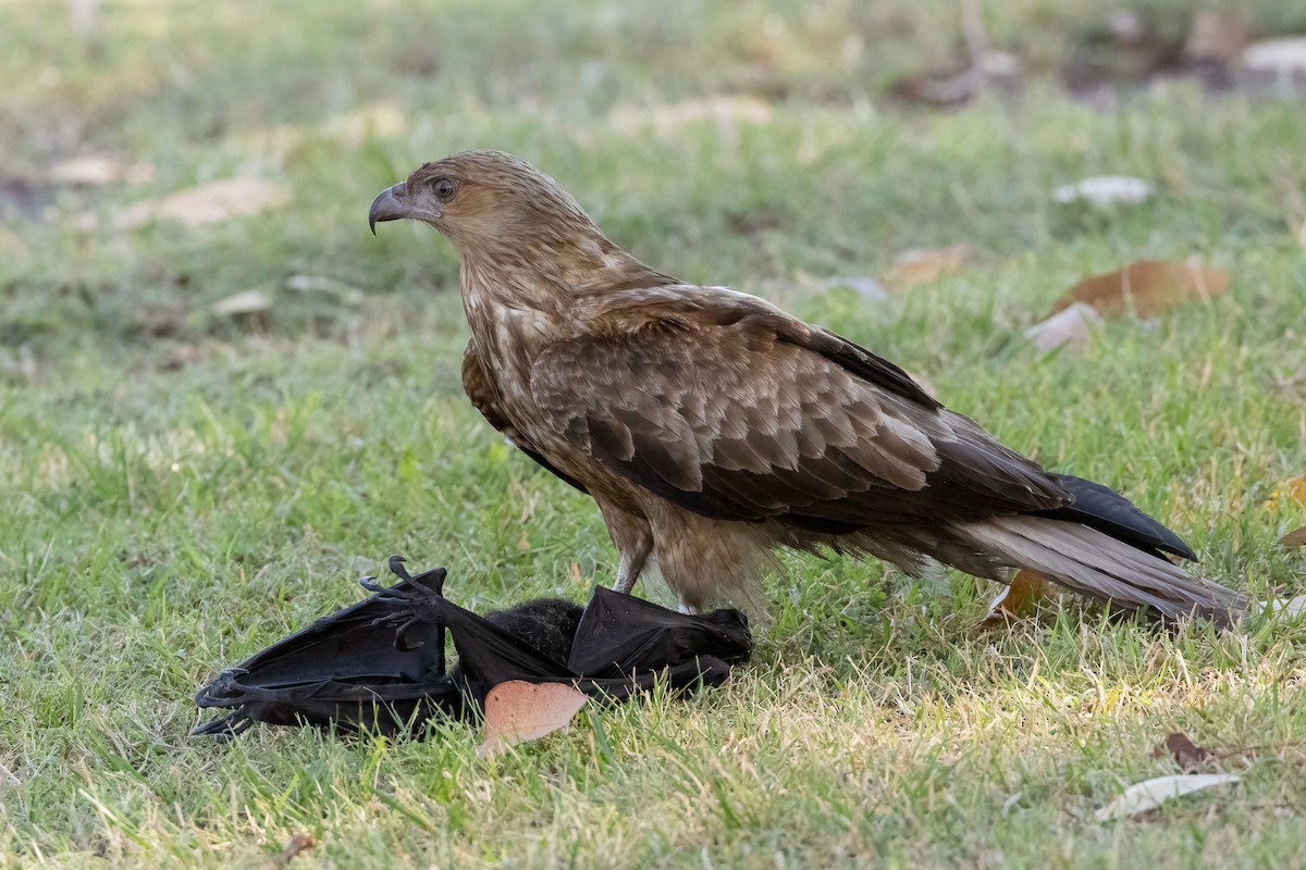 Milano Silbador - ML646503423