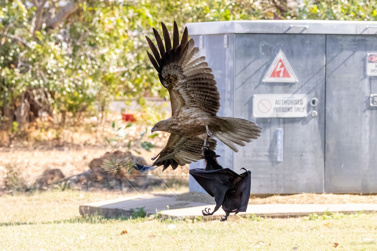 Milano Silbador - ML646503425