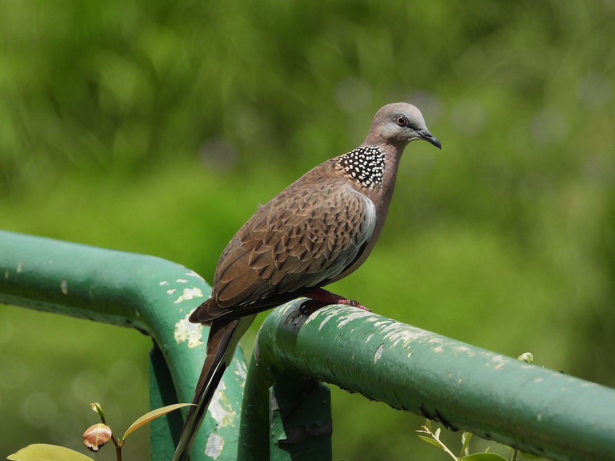 Spotted Dove - ML646503428