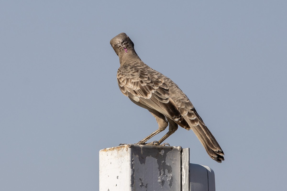 Graulaubenvogel - ML646503429