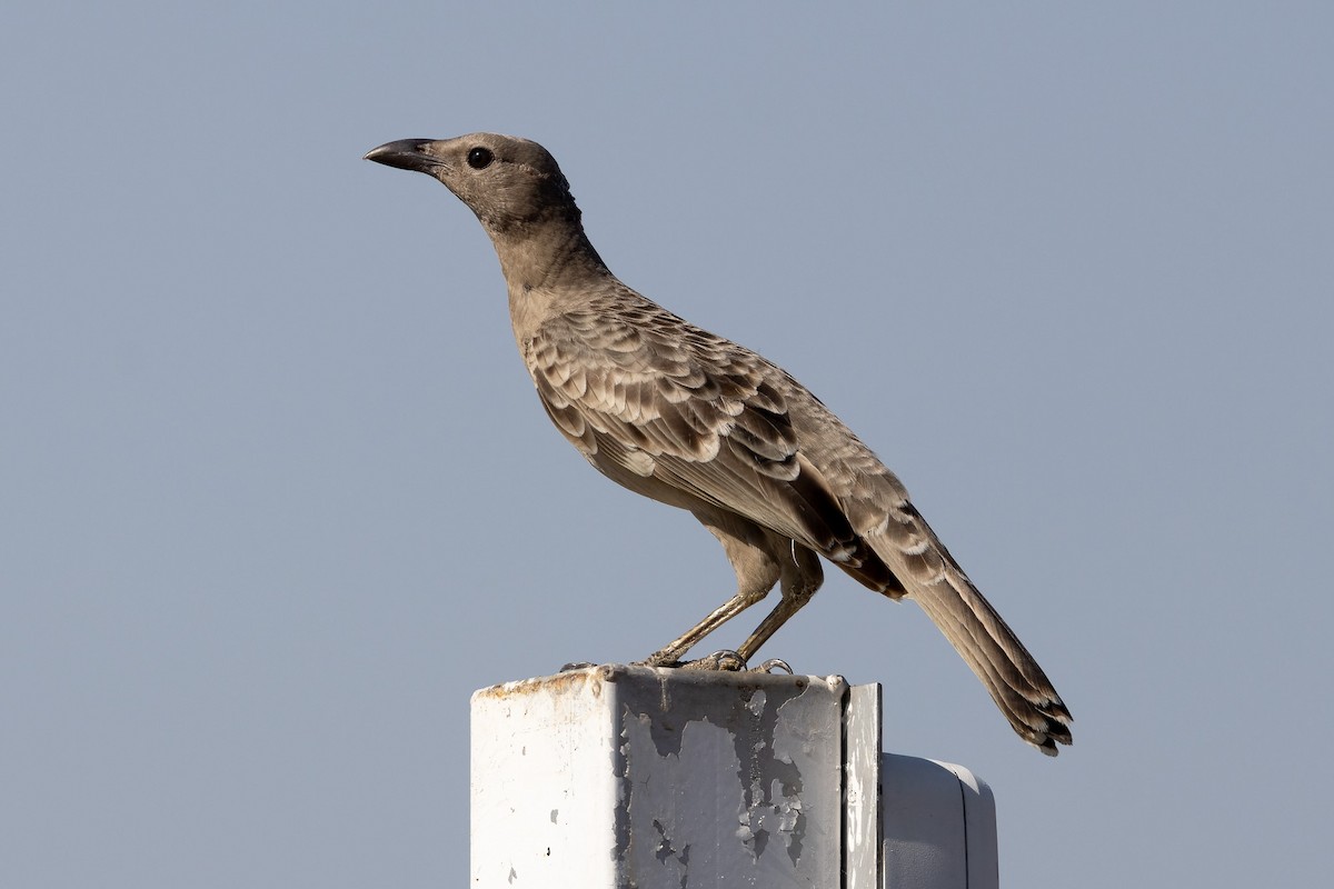 Graulaubenvogel - ML646503430