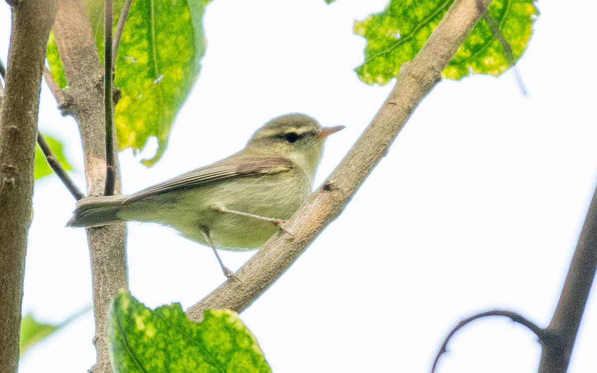 budníček zelený - ML646503432