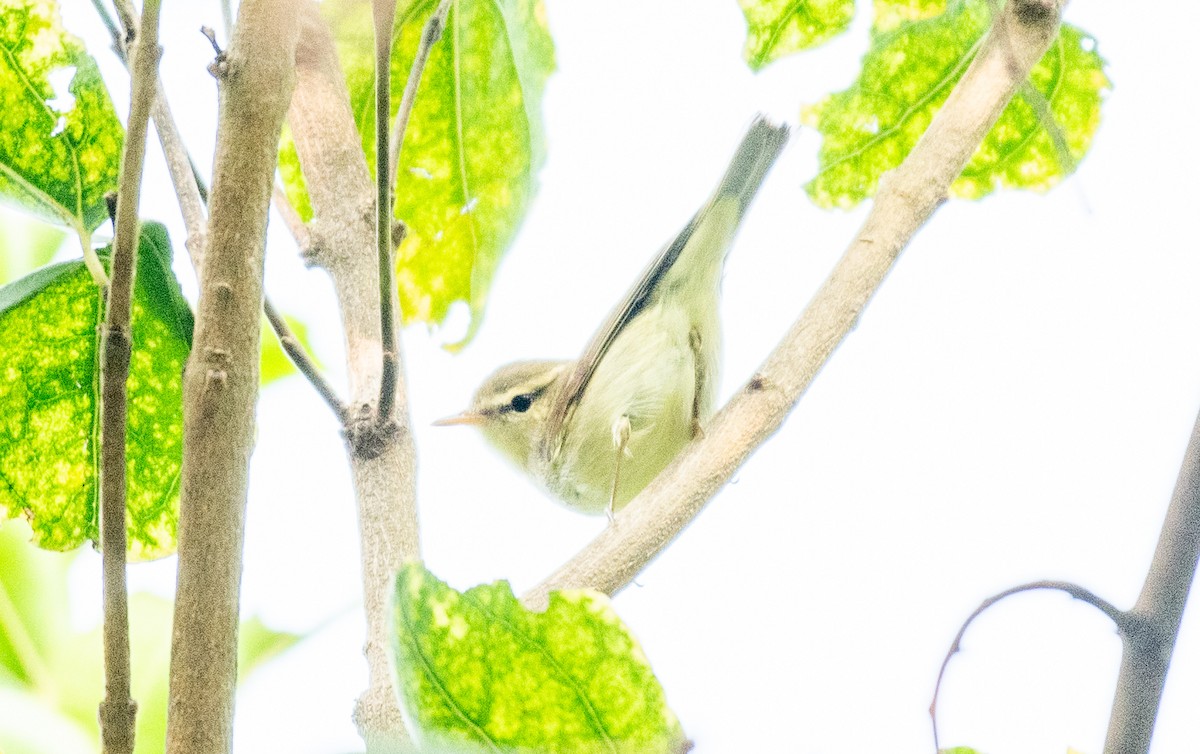 budníček zelený - ML646503433