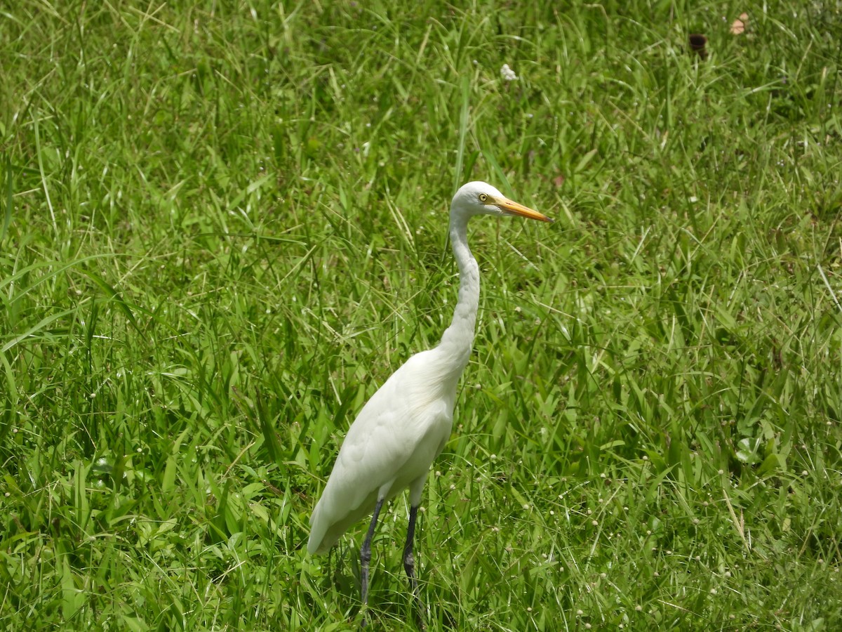 Medium Egret - ML646503434