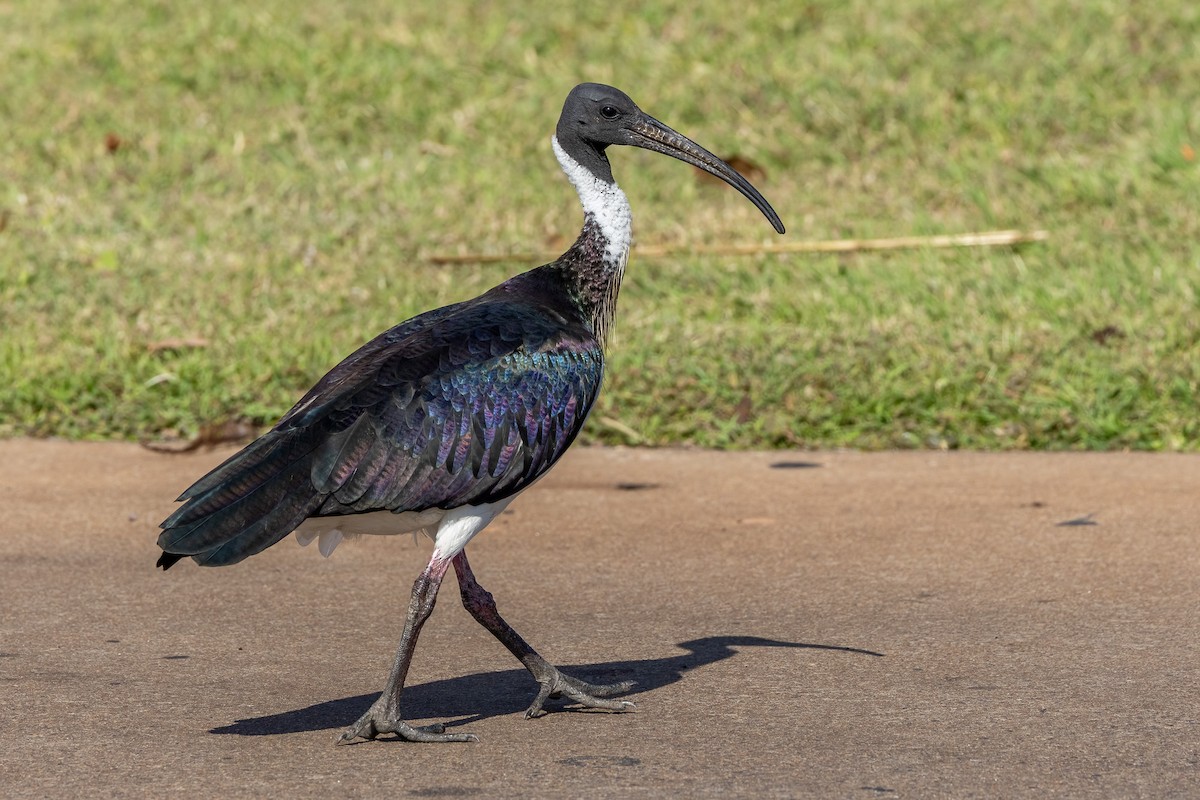 Stachelibis - ML646503435