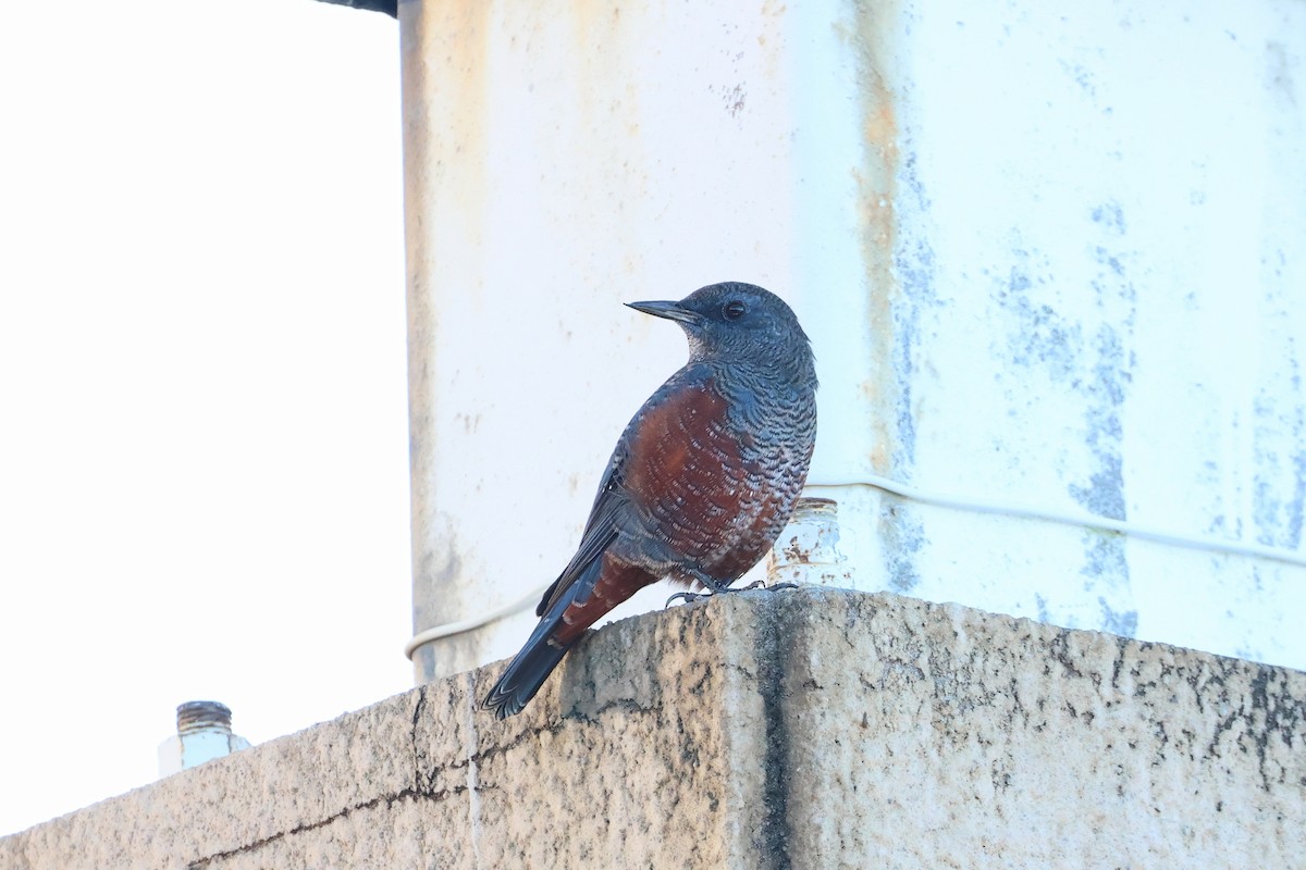 Passero solitario - ML646503440