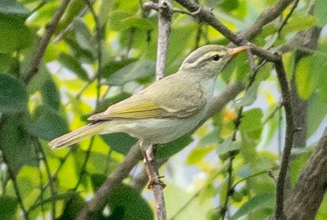 Western Crowned Warbler - ML646503441