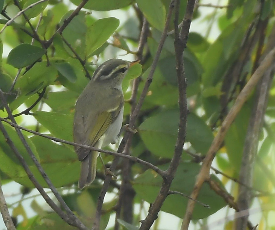 Western Crowned Warbler - ML646503442