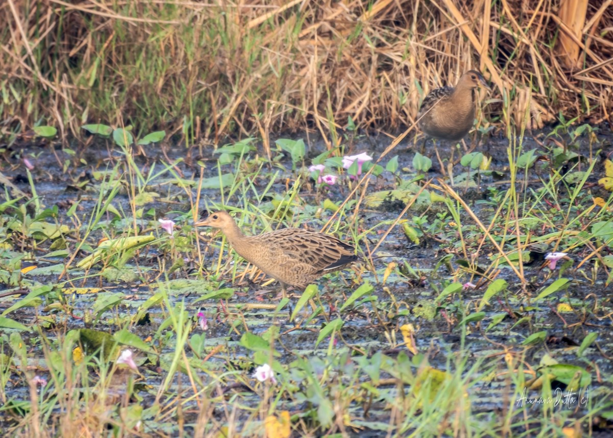 董雞 - ML646503443