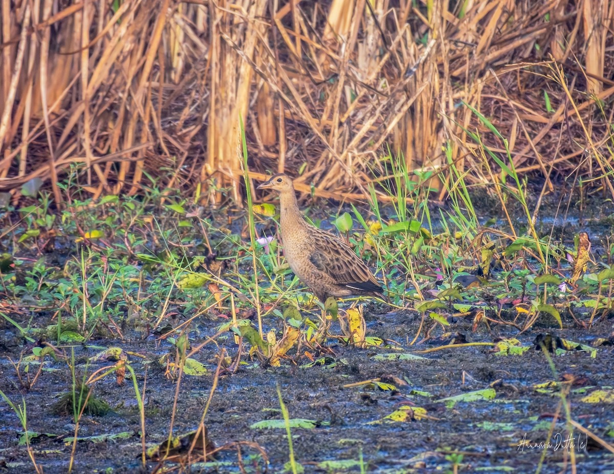 董雞 - ML646503444