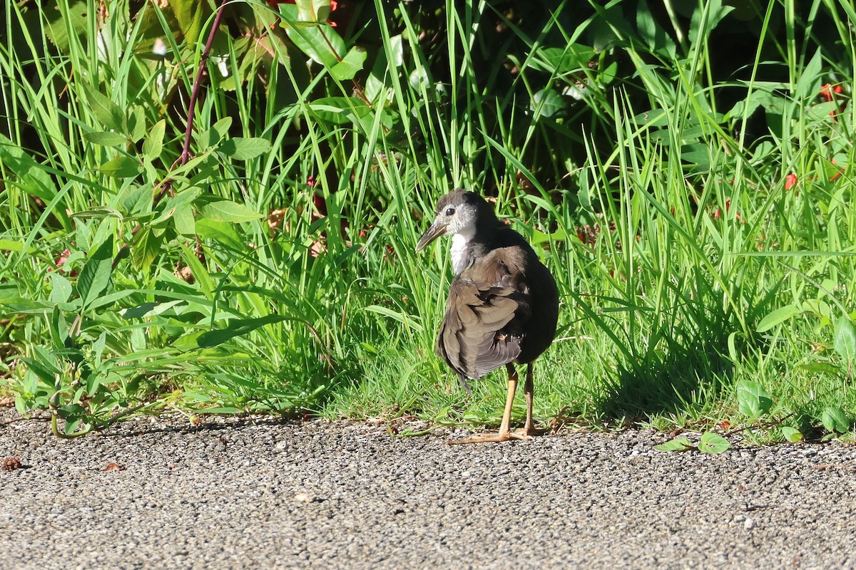 Weißbrust-Kielralle - ML646503445