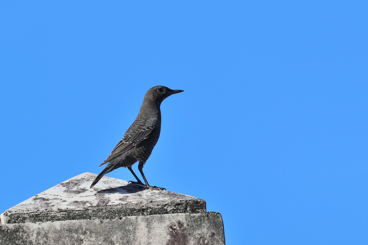 Blaumerle - ML646503446